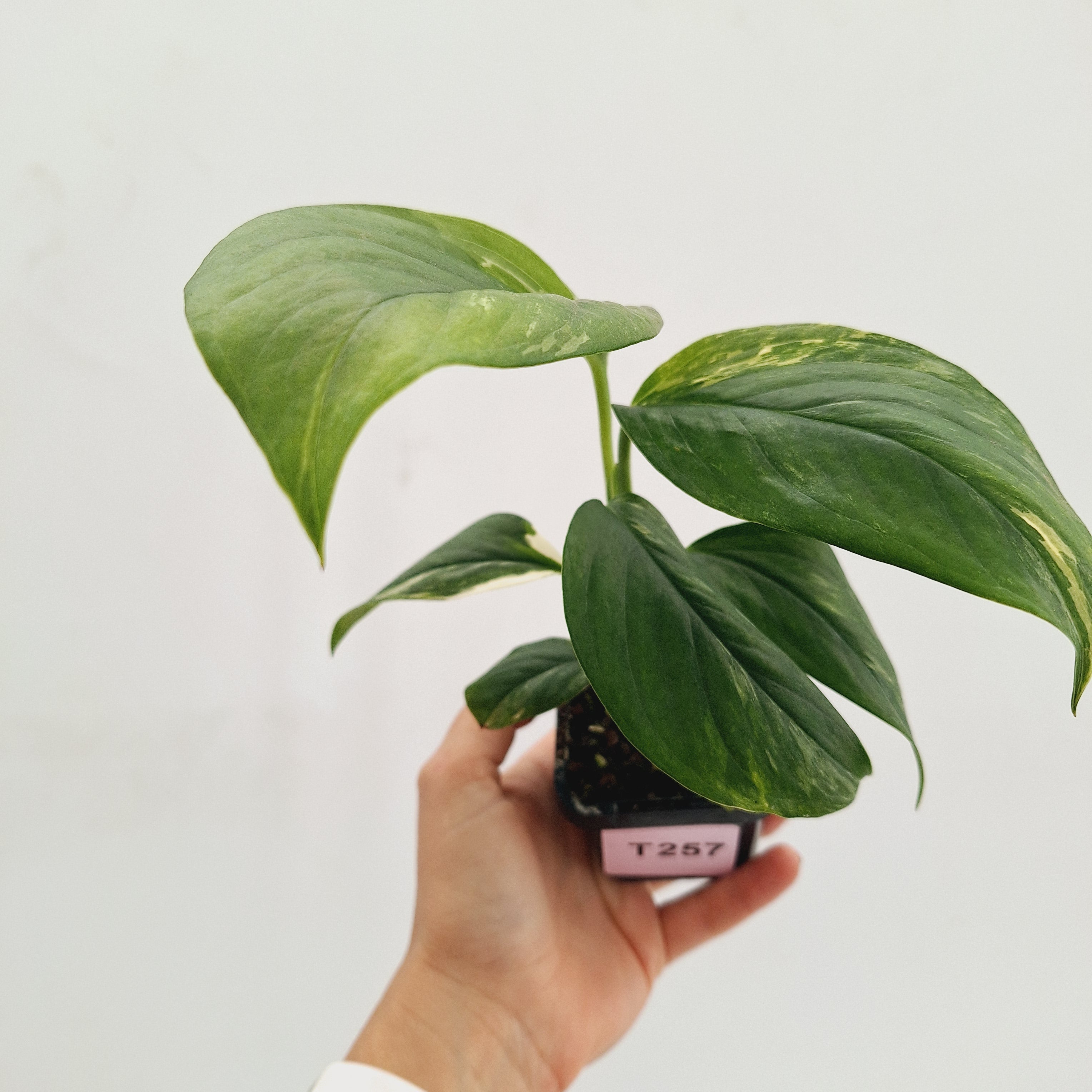 Monstera Lechleriana Variegated