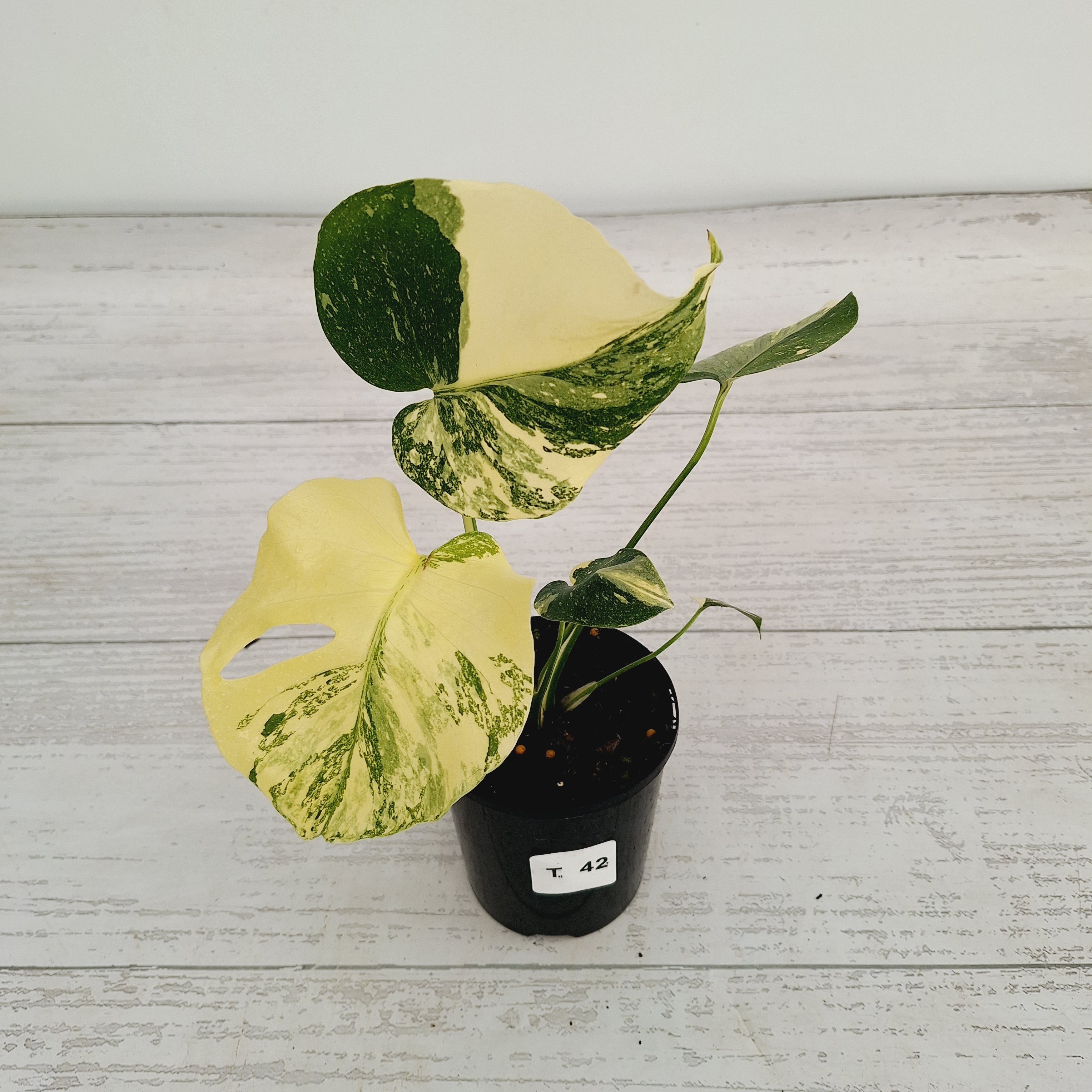 Monstera deliciosa Thai Constellation Sports