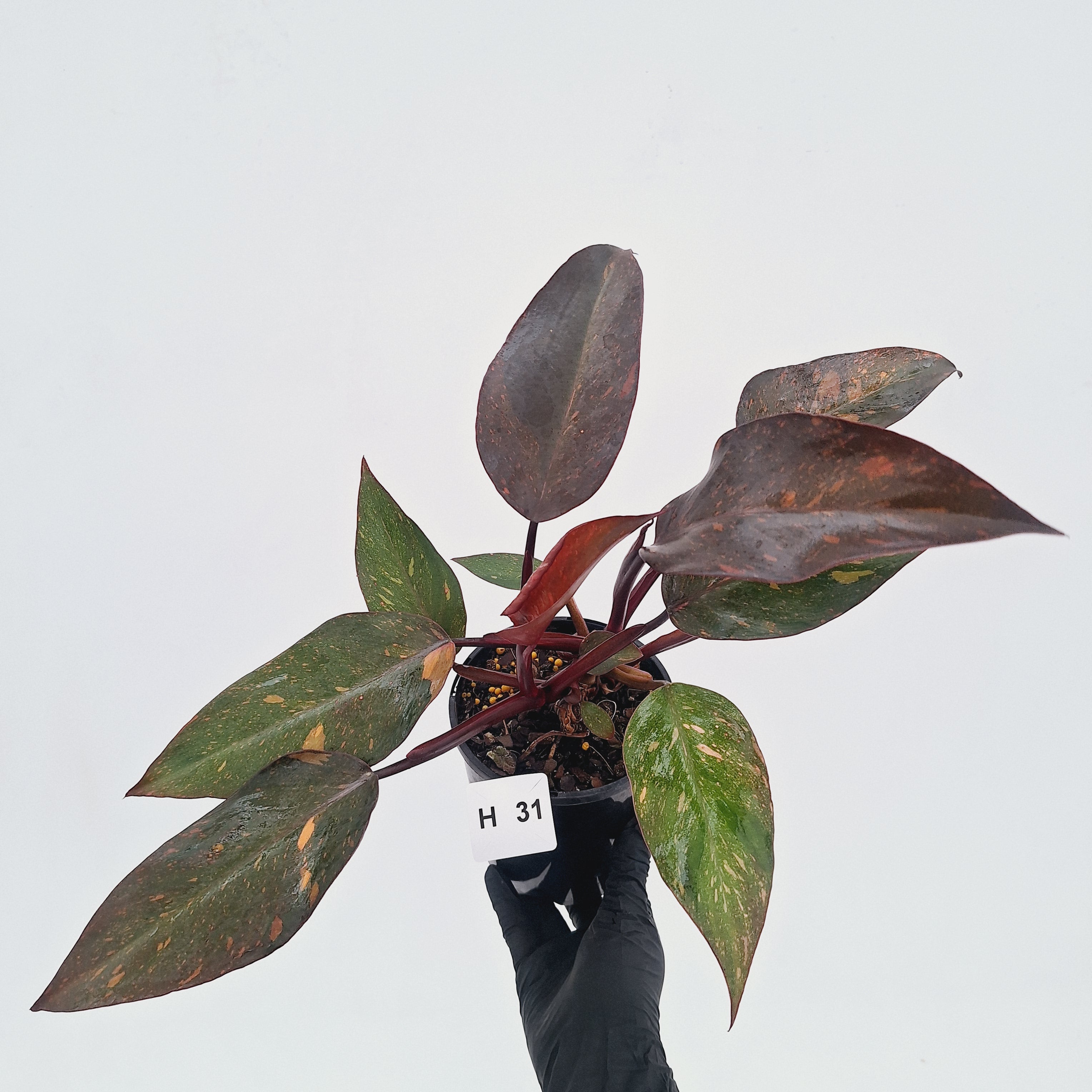 Philodendron 'Orange Princess' - FLASH SALE