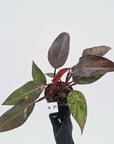 Philodendron 'Orange Princess' - FLASH SALE
