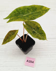 Alocasia Pink Dragon 'Variegata'
