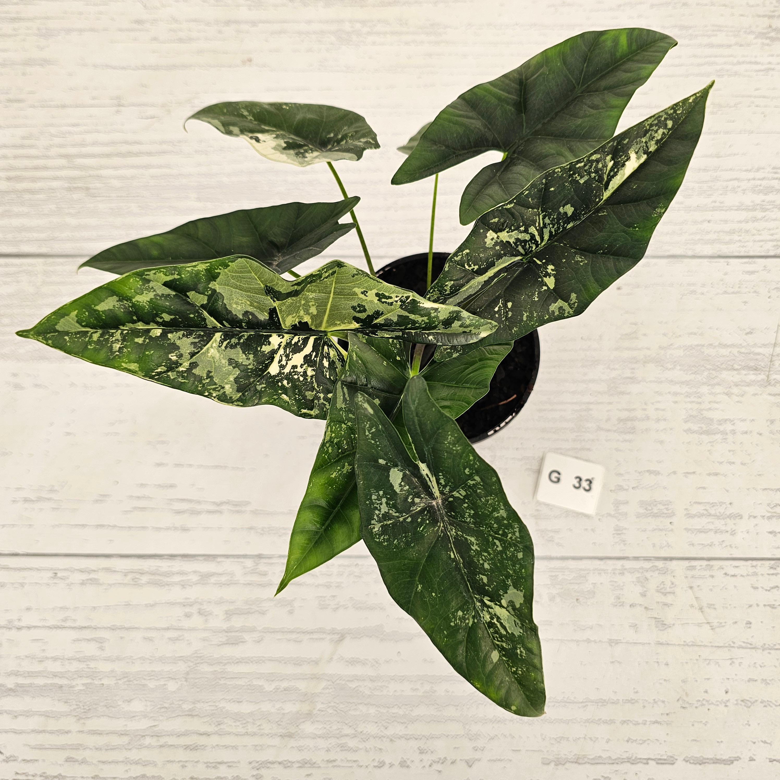 Alocasia ‘Simpo Albo’ Variegata - SALE
