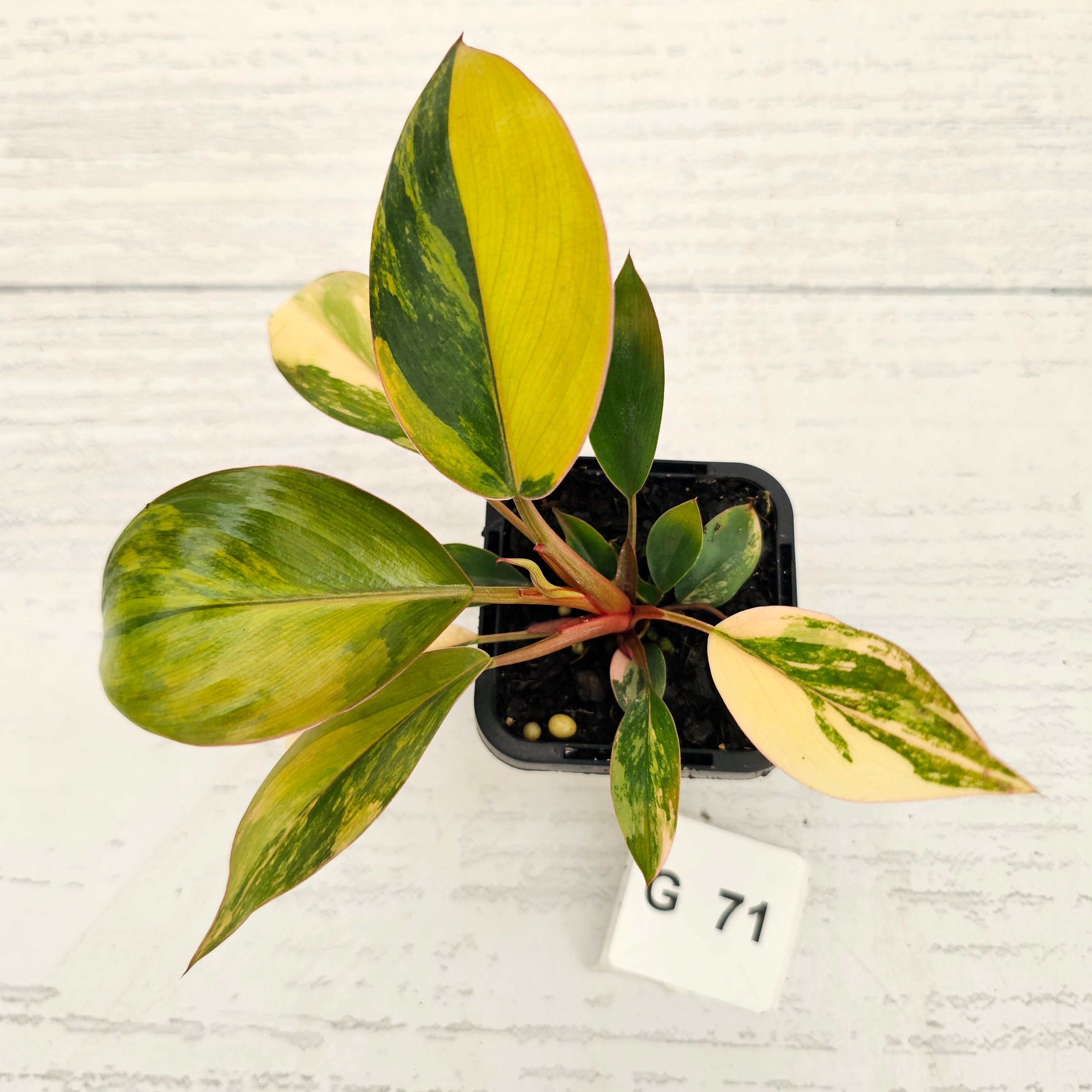 Philodendron 'Rojo Congo Variegated' - SALE