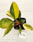 Philodendron 'Rojo Congo Variegated' - SALE