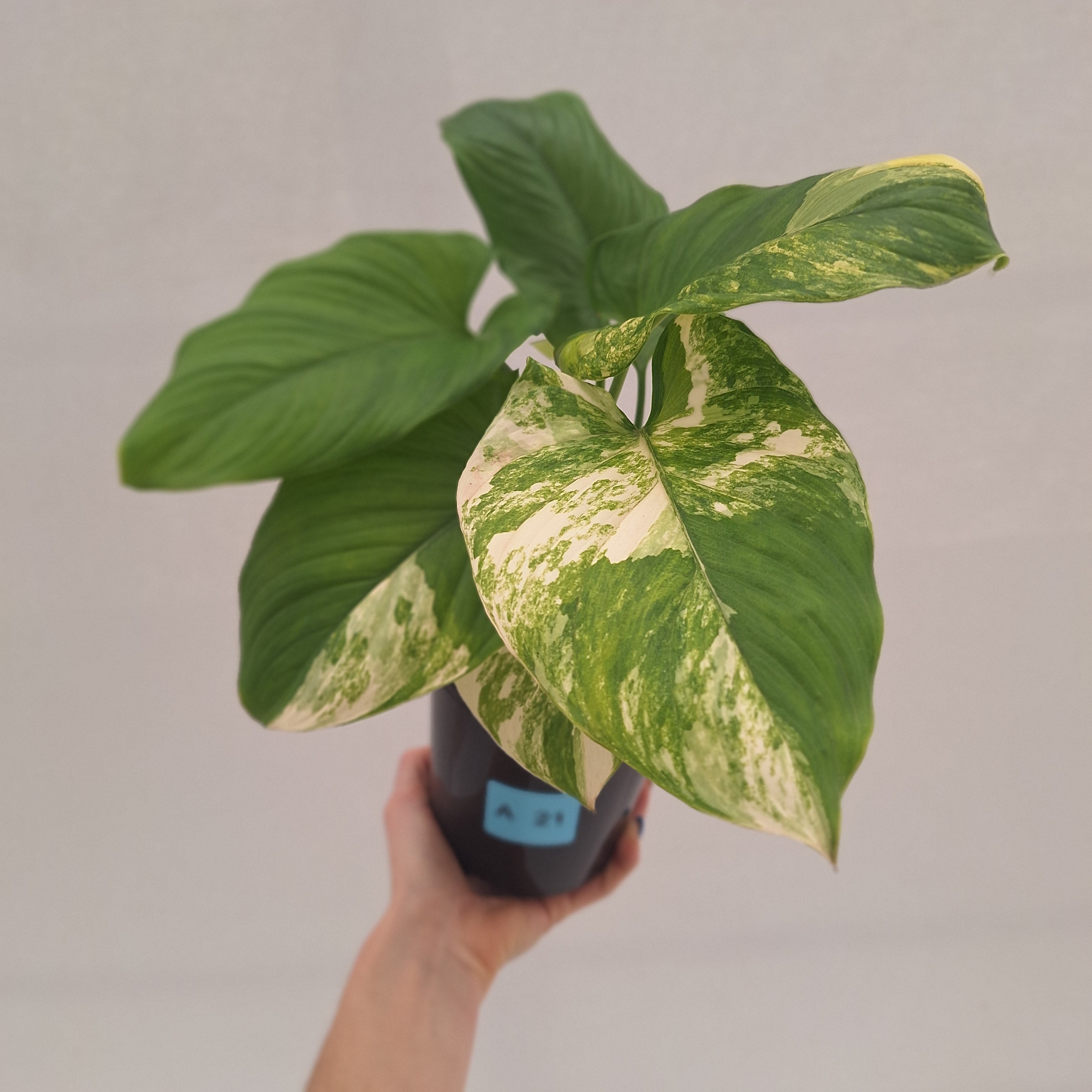 Homalomena rubescens Variegata