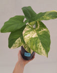 Homalomena rubescens Variegata