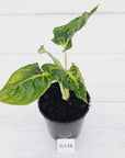 Homalomena lindenii Variegata