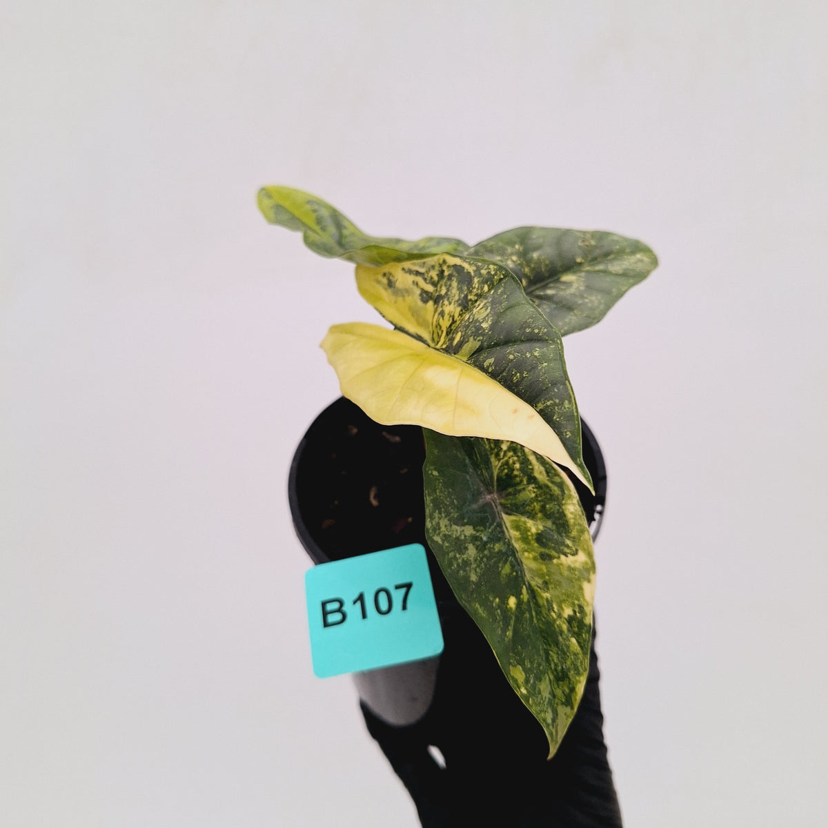 Alocasia ‘Simpo Aurea’ Variegata