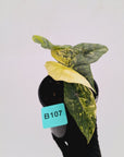 Alocasia ‘Simpo Aurea’ Variegata