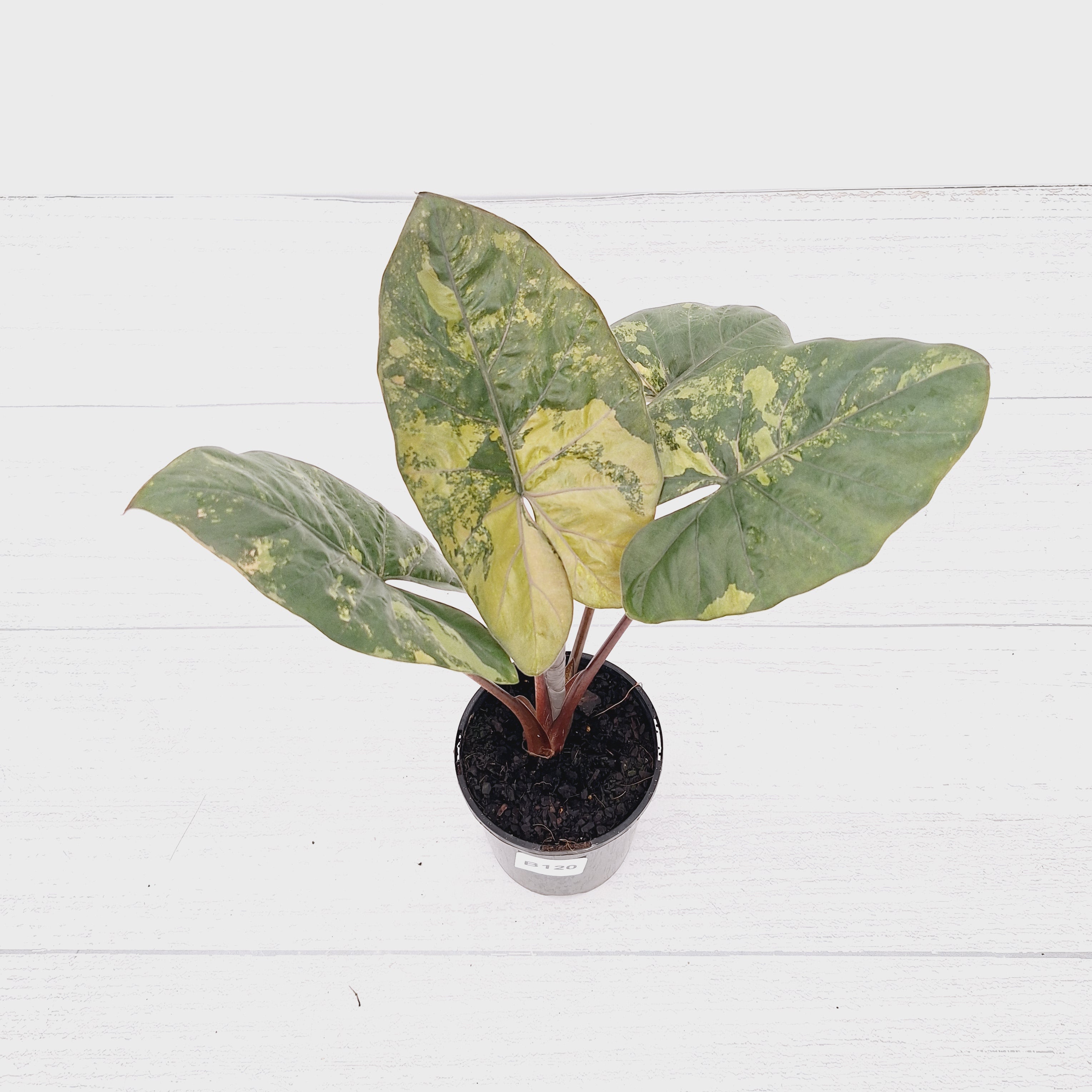 Alocasia macrorrhizos 'plumbea Variegata'