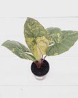 Alocasia macrorrhizos 'plumbea Variegata'