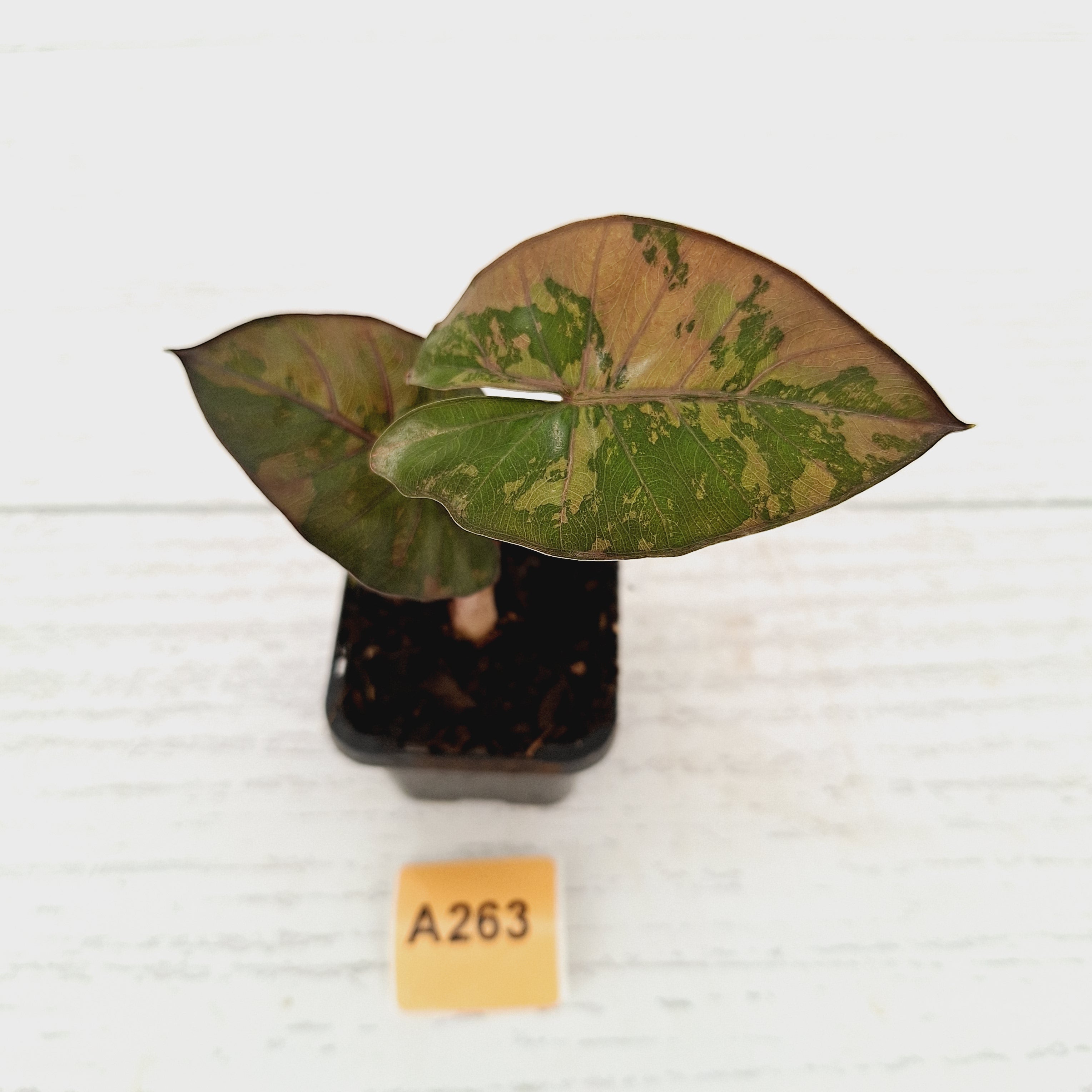 Alocasia macrorrhizos &#39;plumbea Variegata&#39;