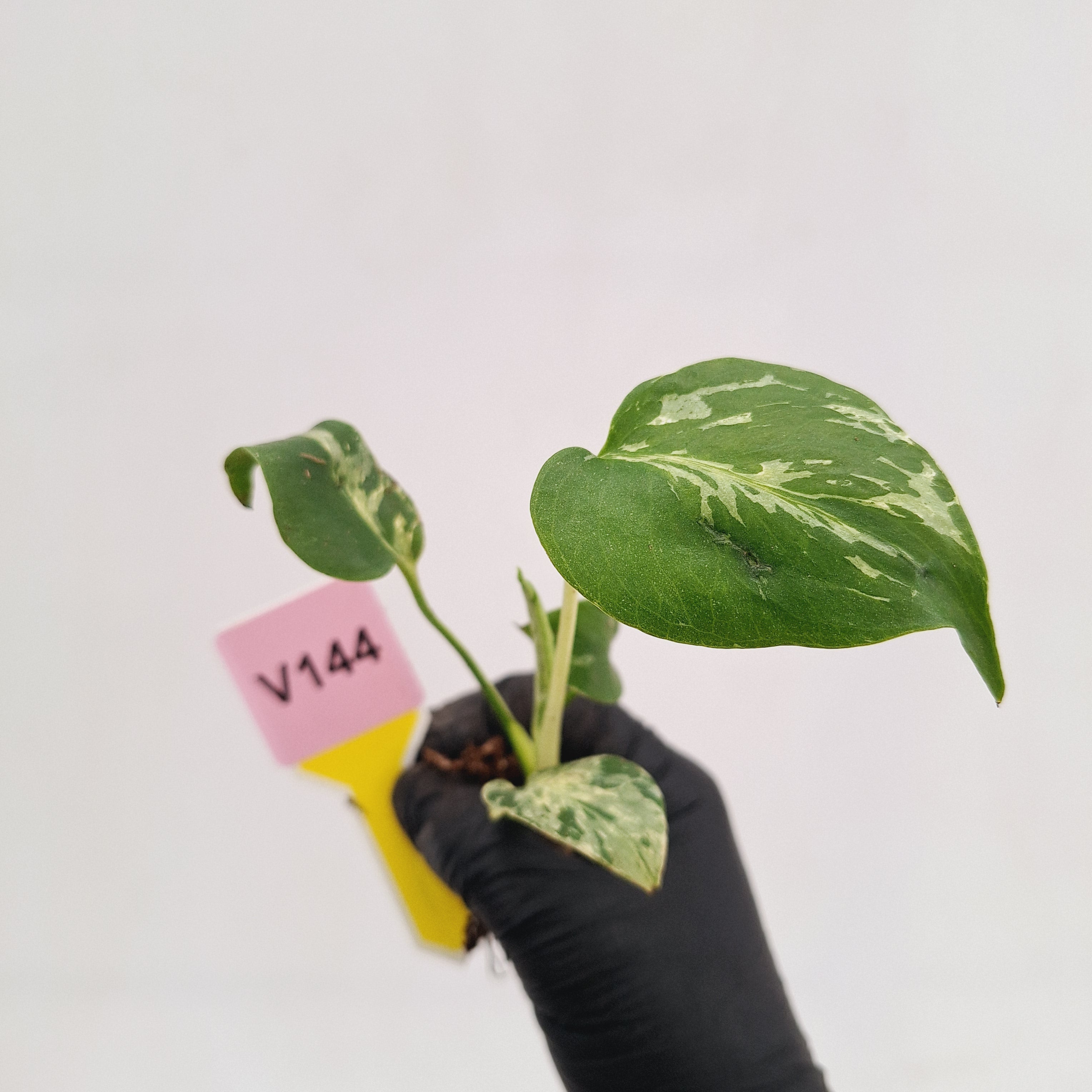 Monstera Deliciosa 'Bulbasaur - Bare Bottom Baby