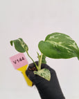 Monstera Deliciosa 'Bulbasaur - Bare Bottom Baby
