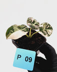 Alocasia reginula 'Black Velvet variegata'