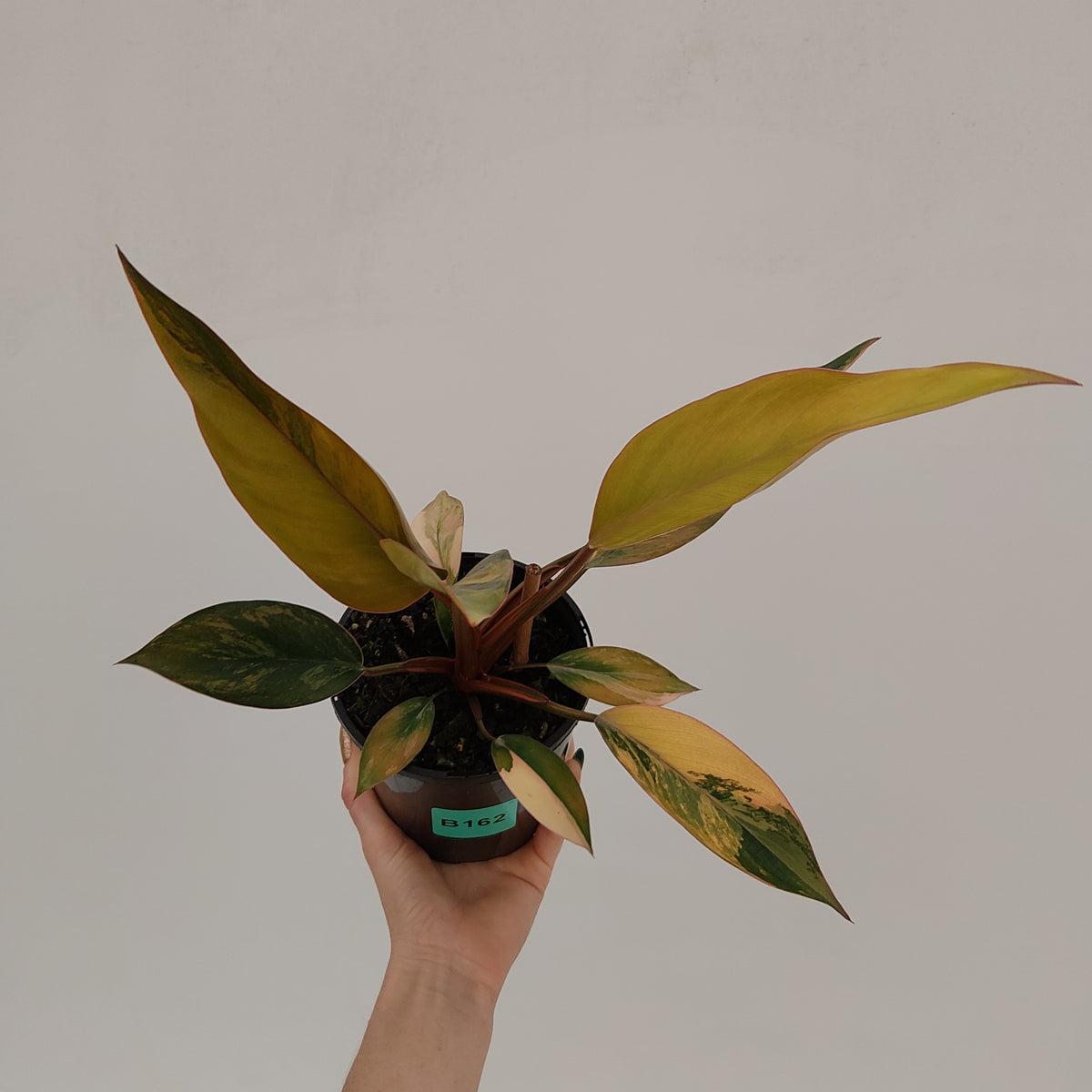 Philodendron 'Rojo Congo Variegated' 125mm - SALE