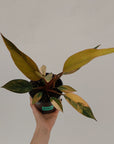 Philodendron 'Rojo Congo Variegated' 125mm - SALE