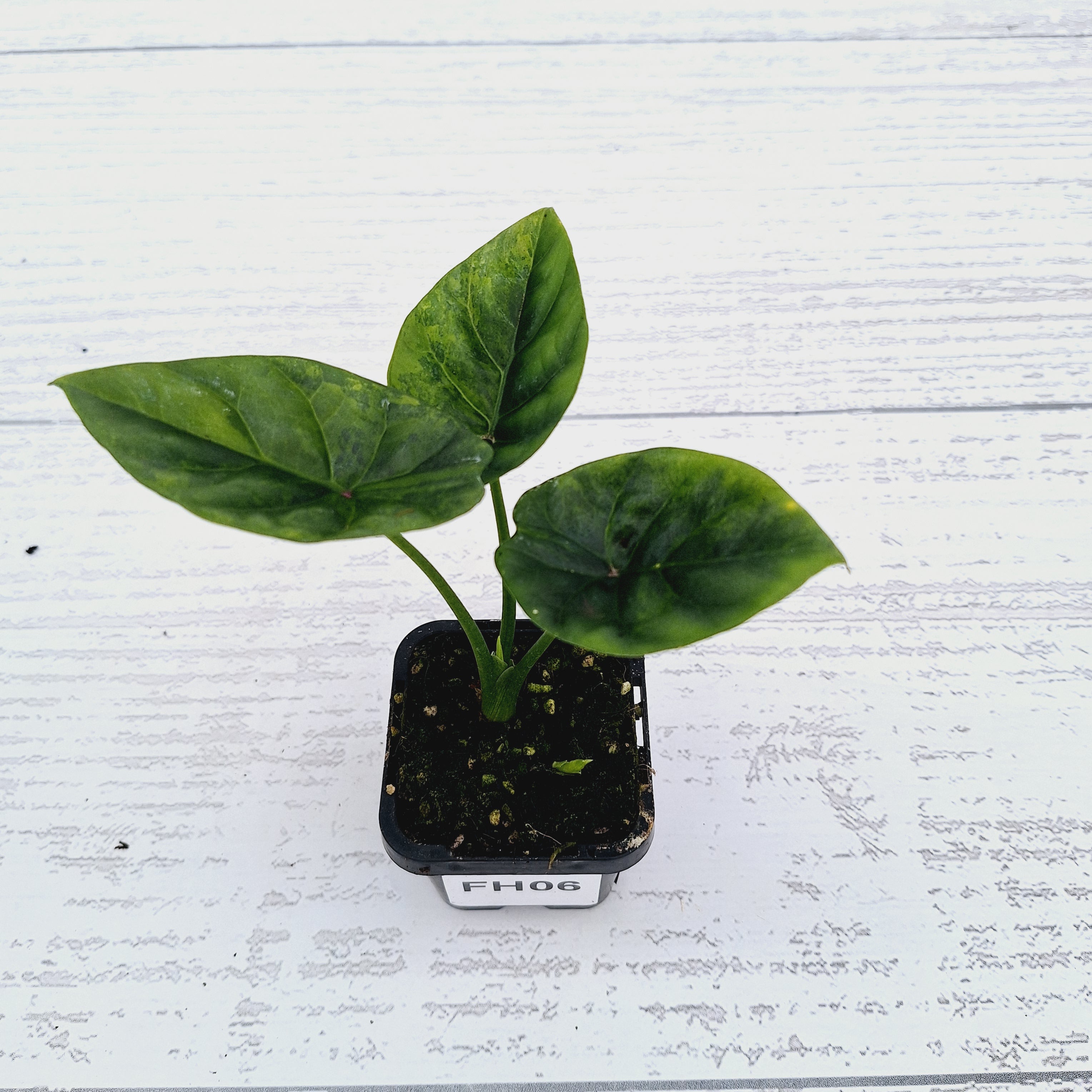 Alocasia sinuata &#39;Quilted Dream&#39; Variegata