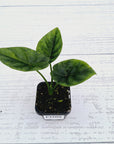 Alocasia sinuata 'Quilted Dream' Variegata