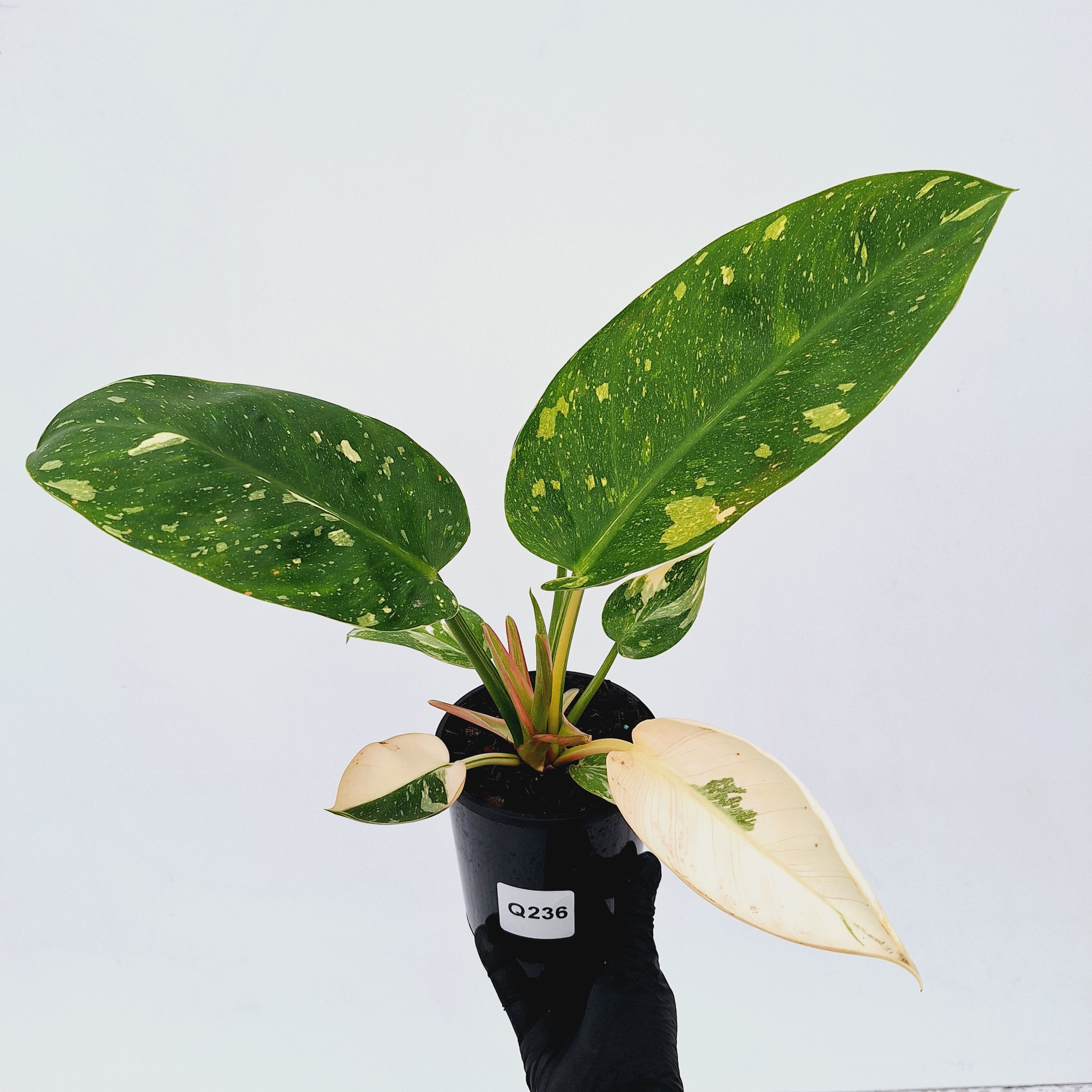 Philodendron Green Congo Variegata (Nuclear)