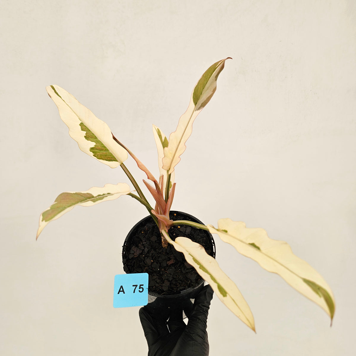 Philodendron serratum Caramel Marble Albo