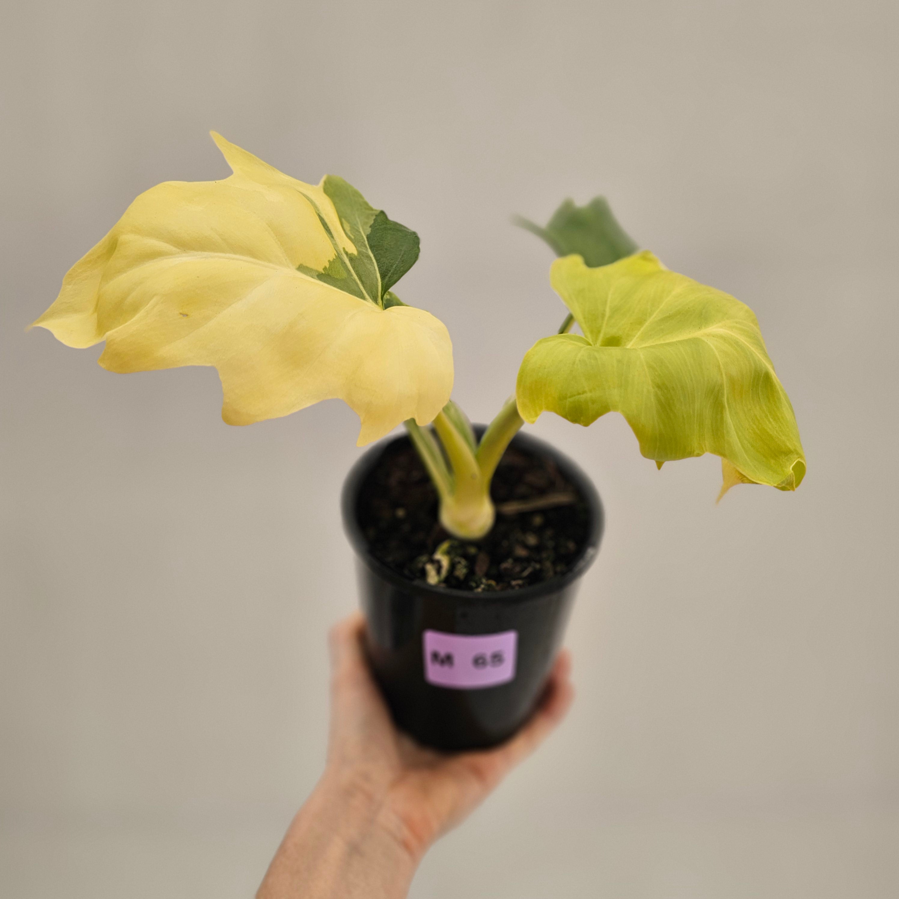Philodendron warscewiczii 'Gold Variegata'