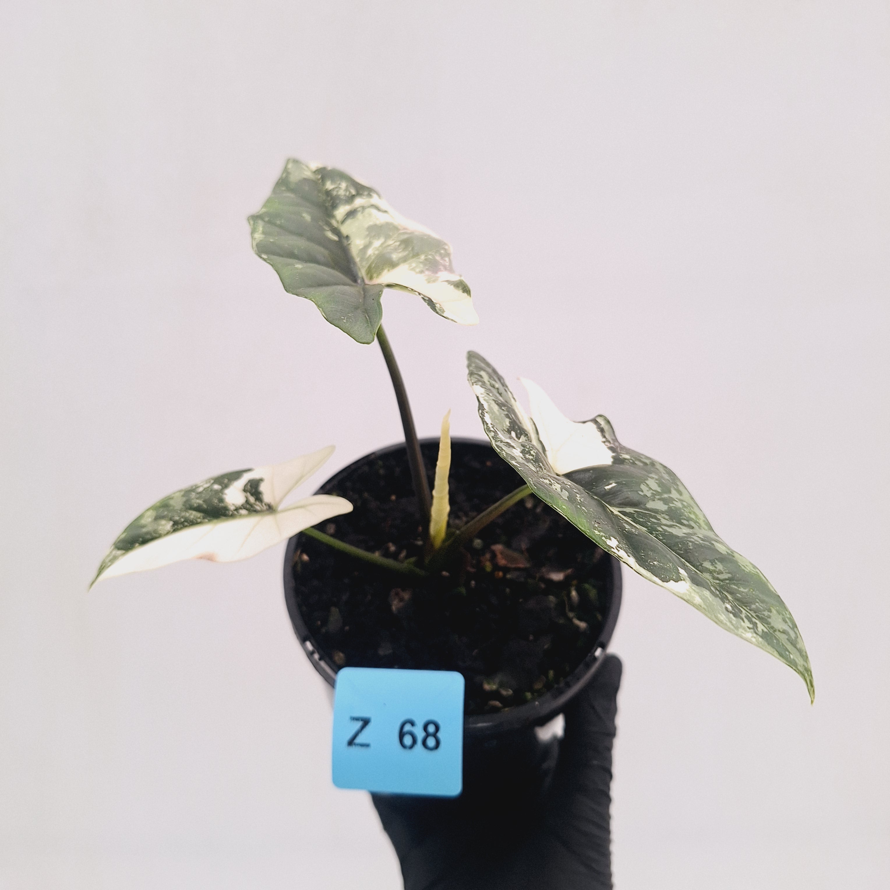 Alocasia ‘Simpo Albo’ Variegata - SALE