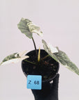 Alocasia ‘Simpo Albo’ Variegata - SALE