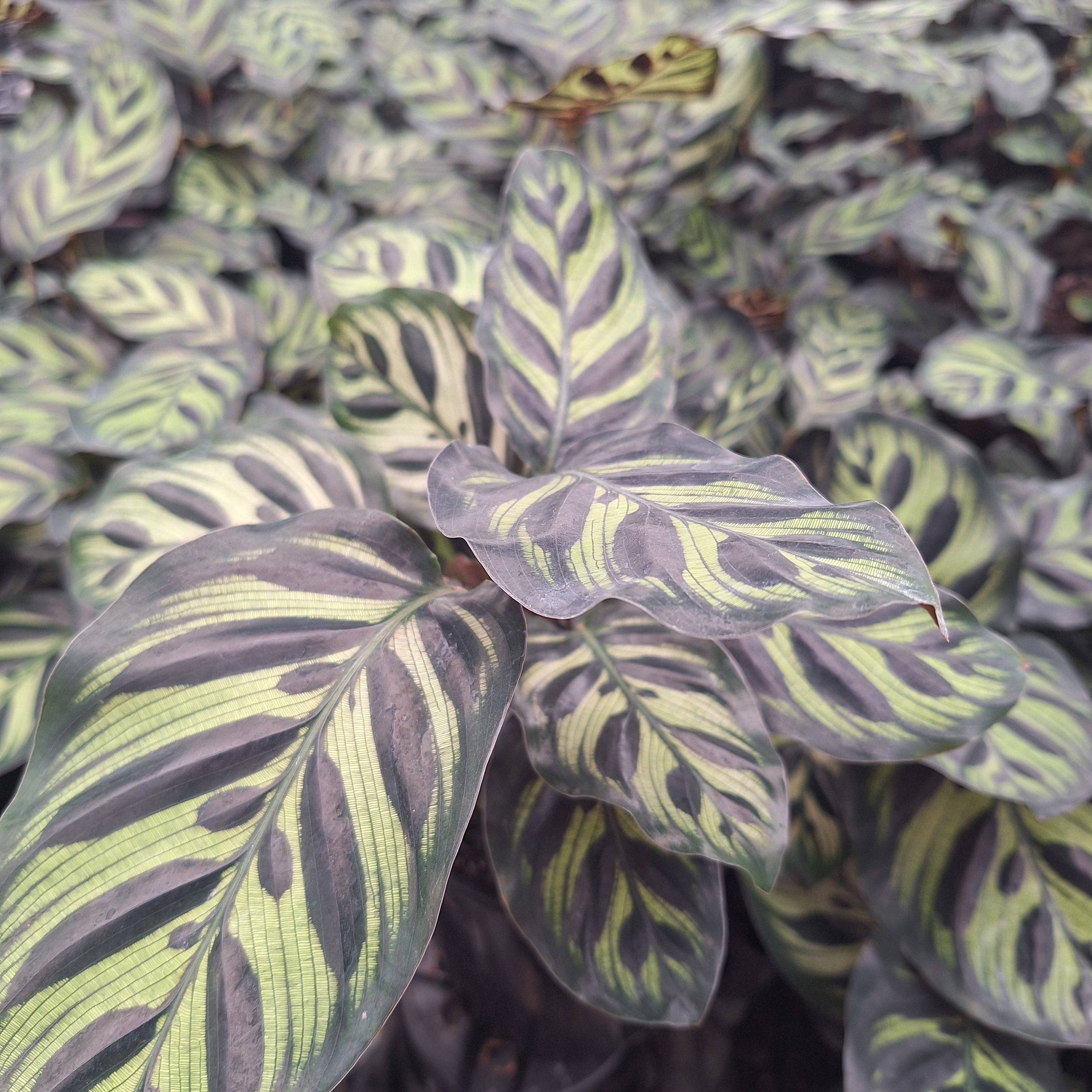 Calathea makoyana