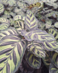 Calathea makoyana