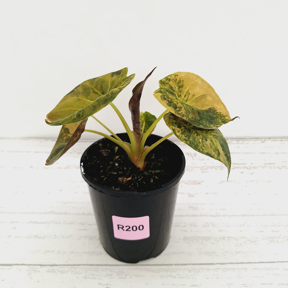 Alocasia ‘wentii’ Variegated - Sale