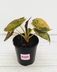 Alocasia ‘wentii’ Variegated - Sale