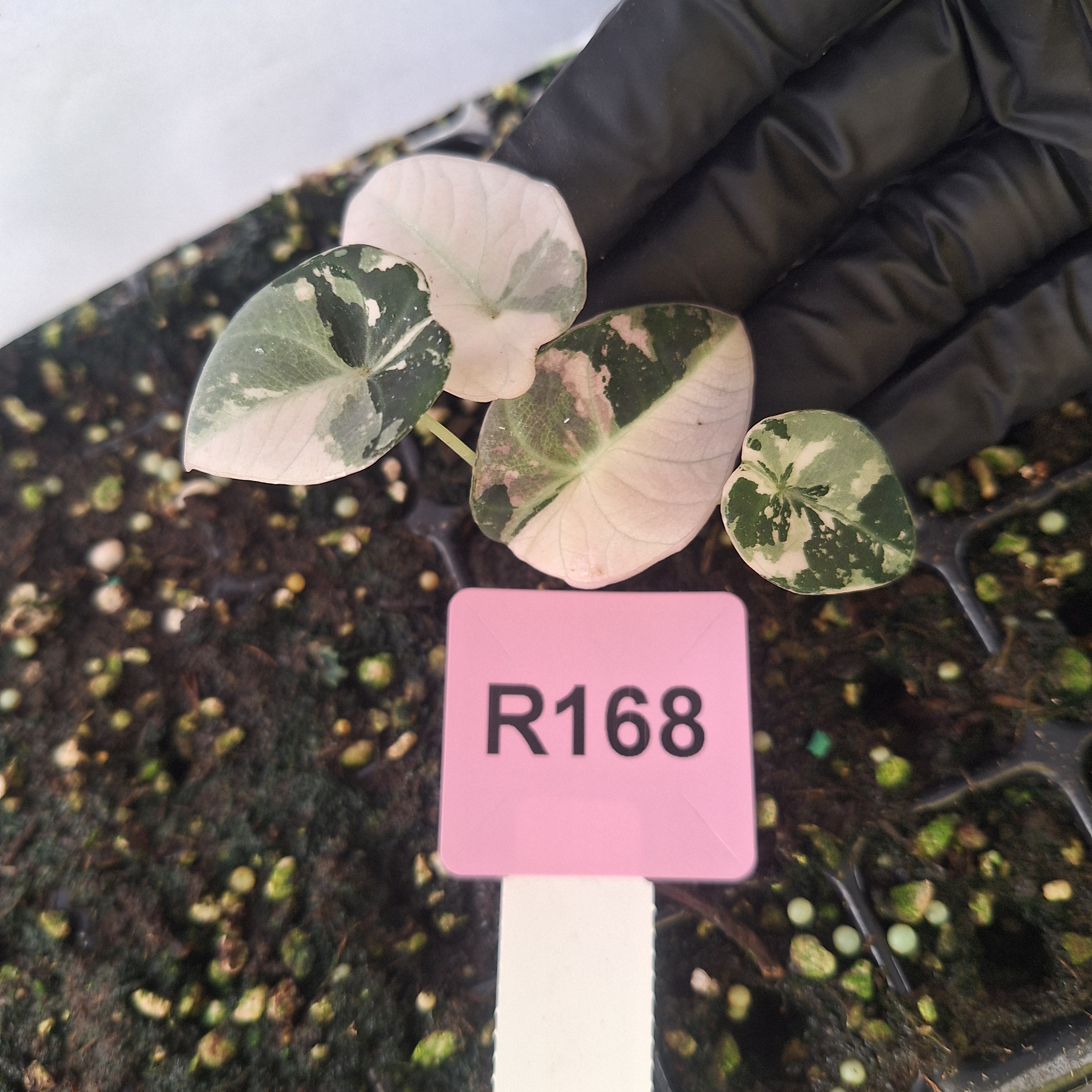 Alocasia reginula 'Black Velvet variegata' - Bare Bottom Baby
