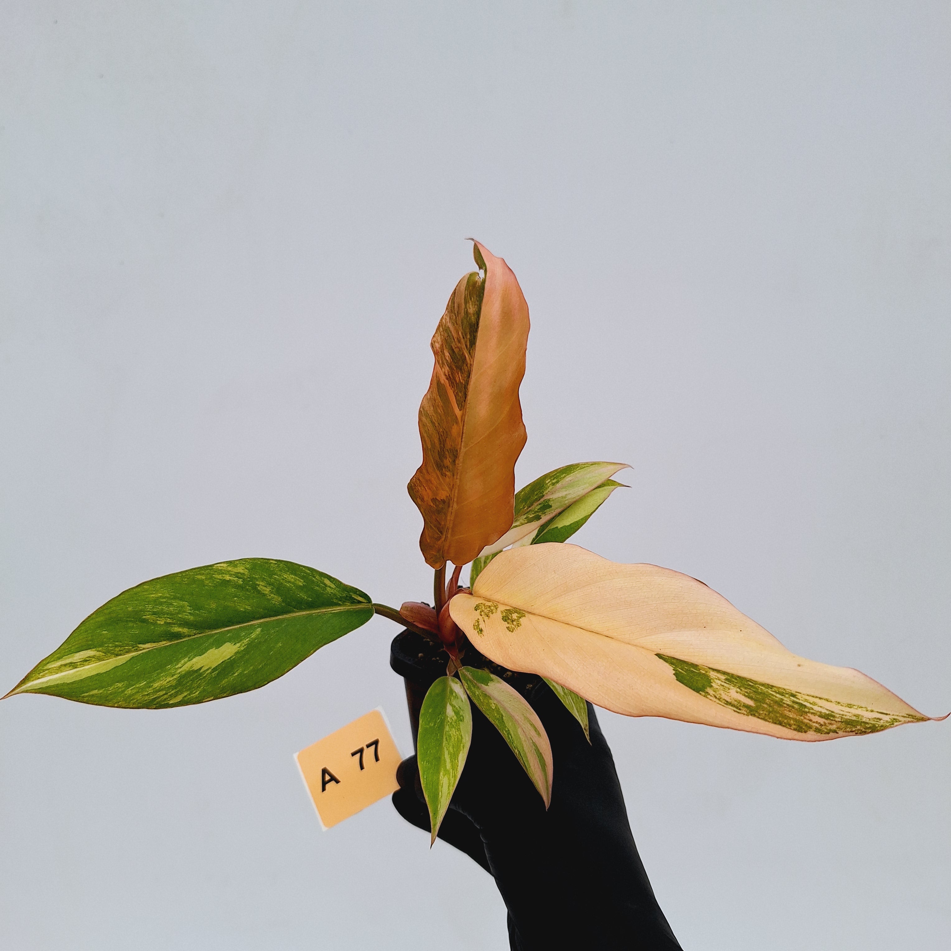 Philodendron serratum Caramel Marble