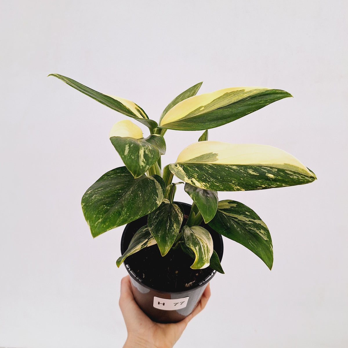 Monstera standleyana 'Cobra' - SALE