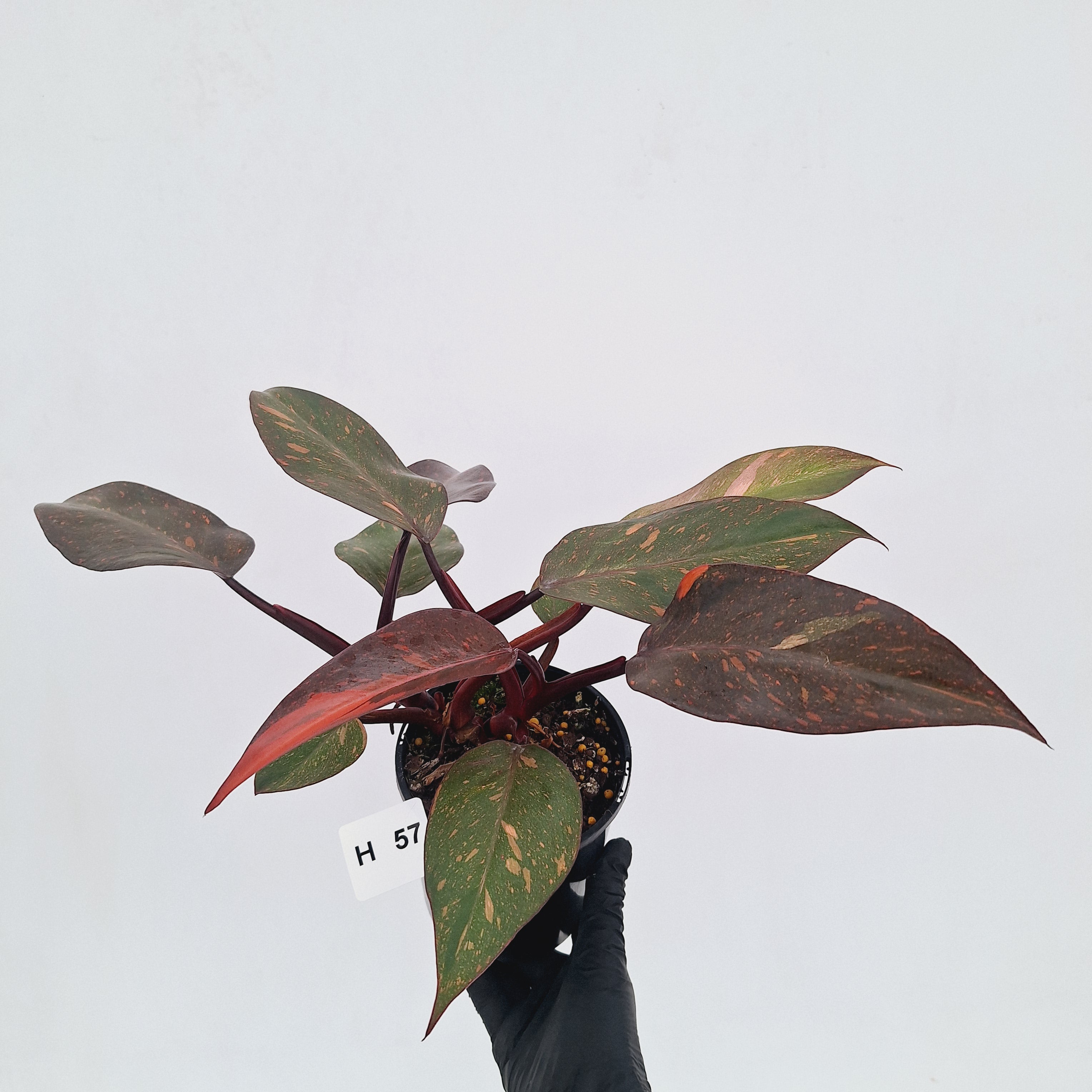Philodendron 'Orange Princess' - FLASH SALE