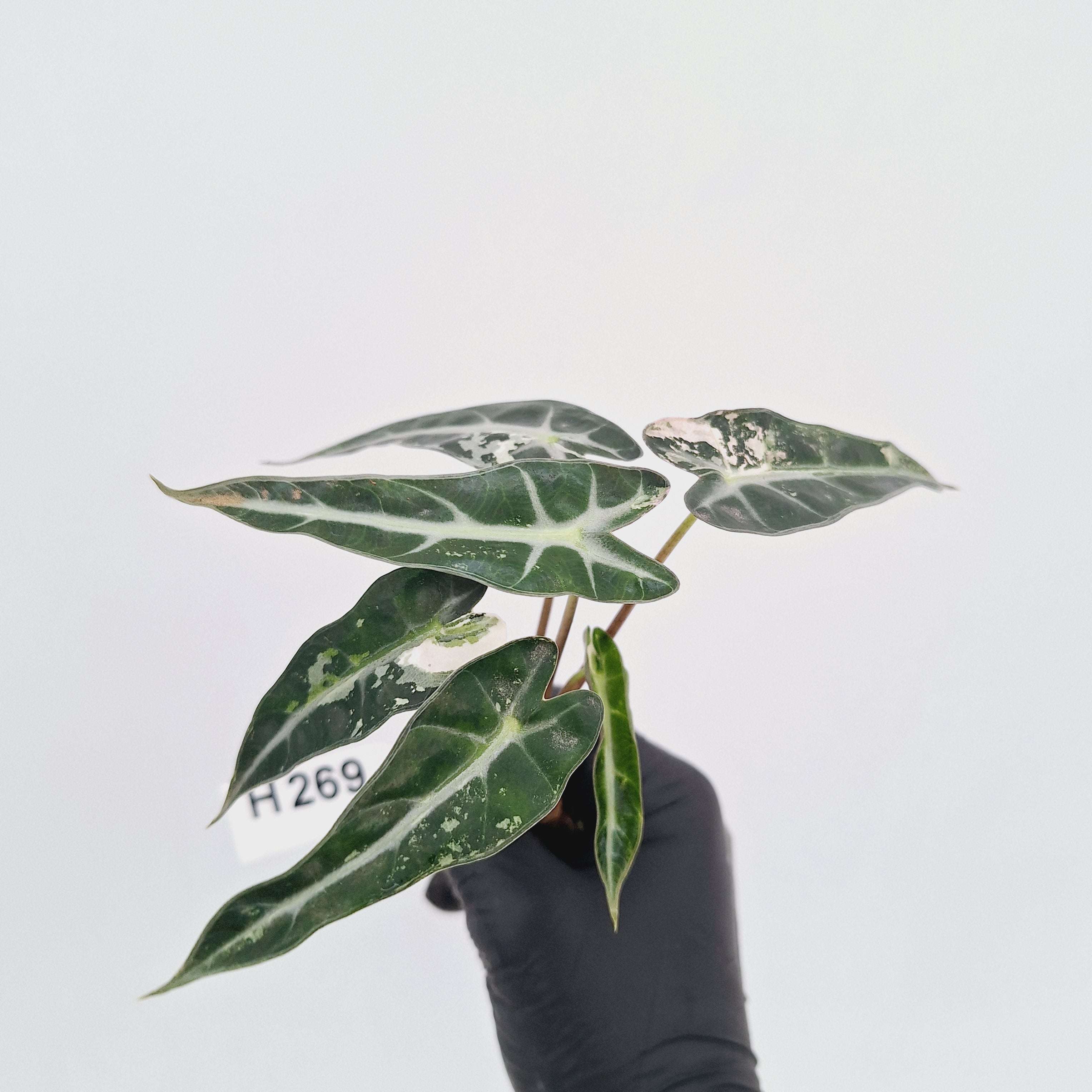 Alocasia Amazonica  bambino Variegata - Bare Bottom Baby - SALE