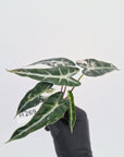 Alocasia Amazonica  bambino Variegata - Bare Bottom Baby - SALE