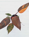 Philodendron 'Orange Princess' - FLASH SALE