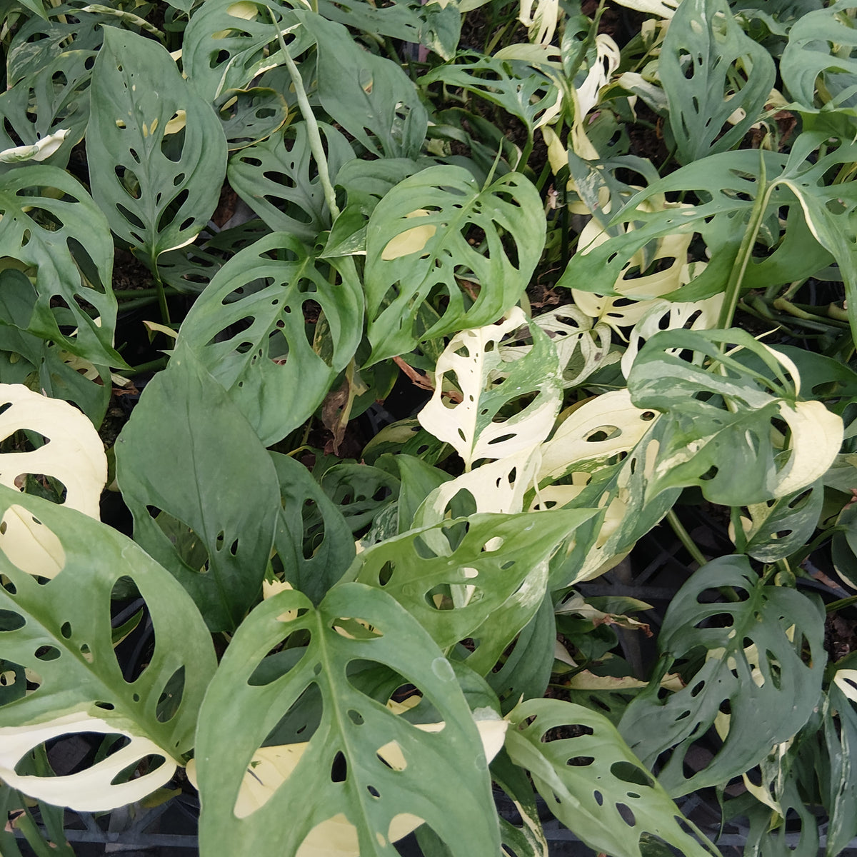 Monstera adansonii Variegata - Perfectly imperfect