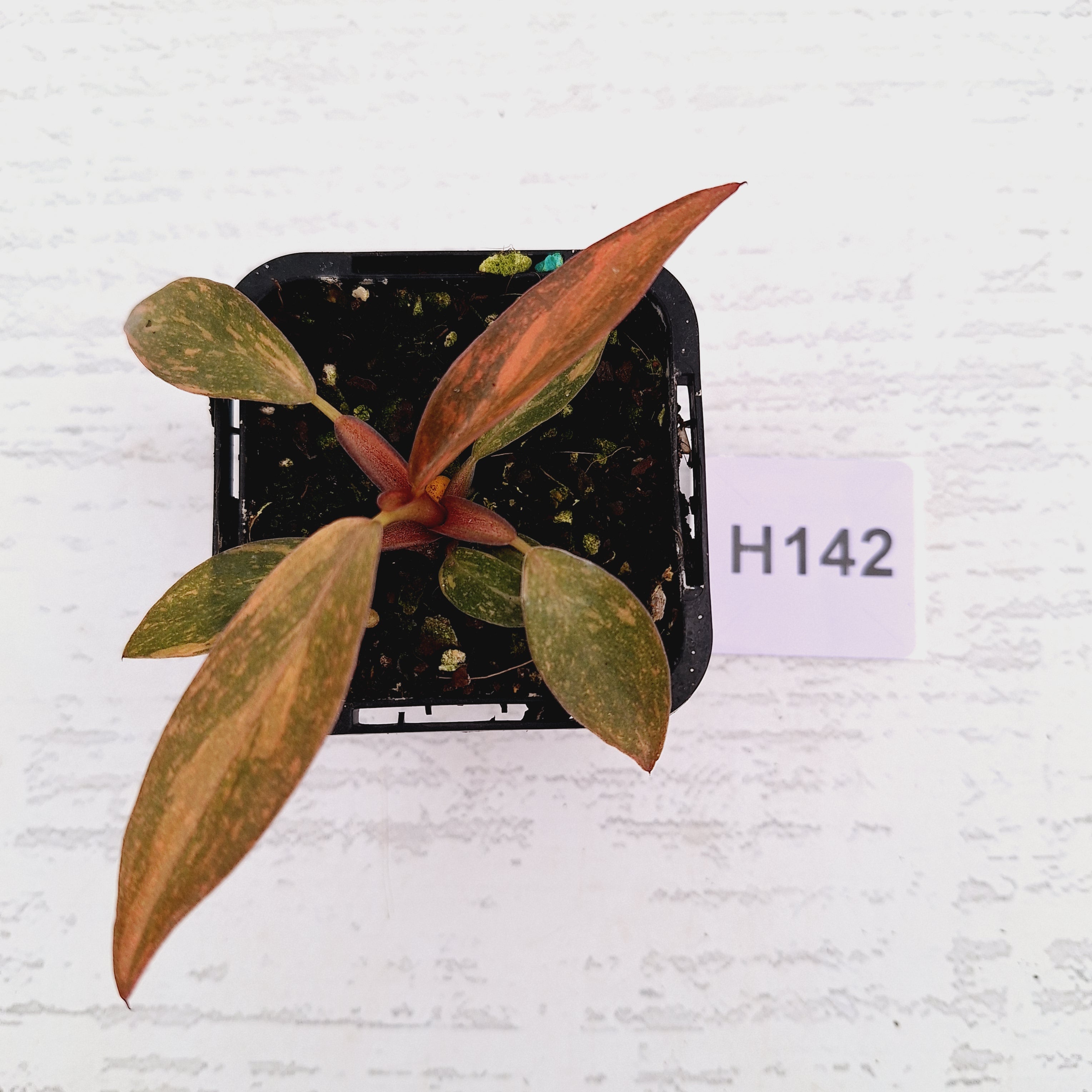 Philodendron &#39;Orange Princess&#39;