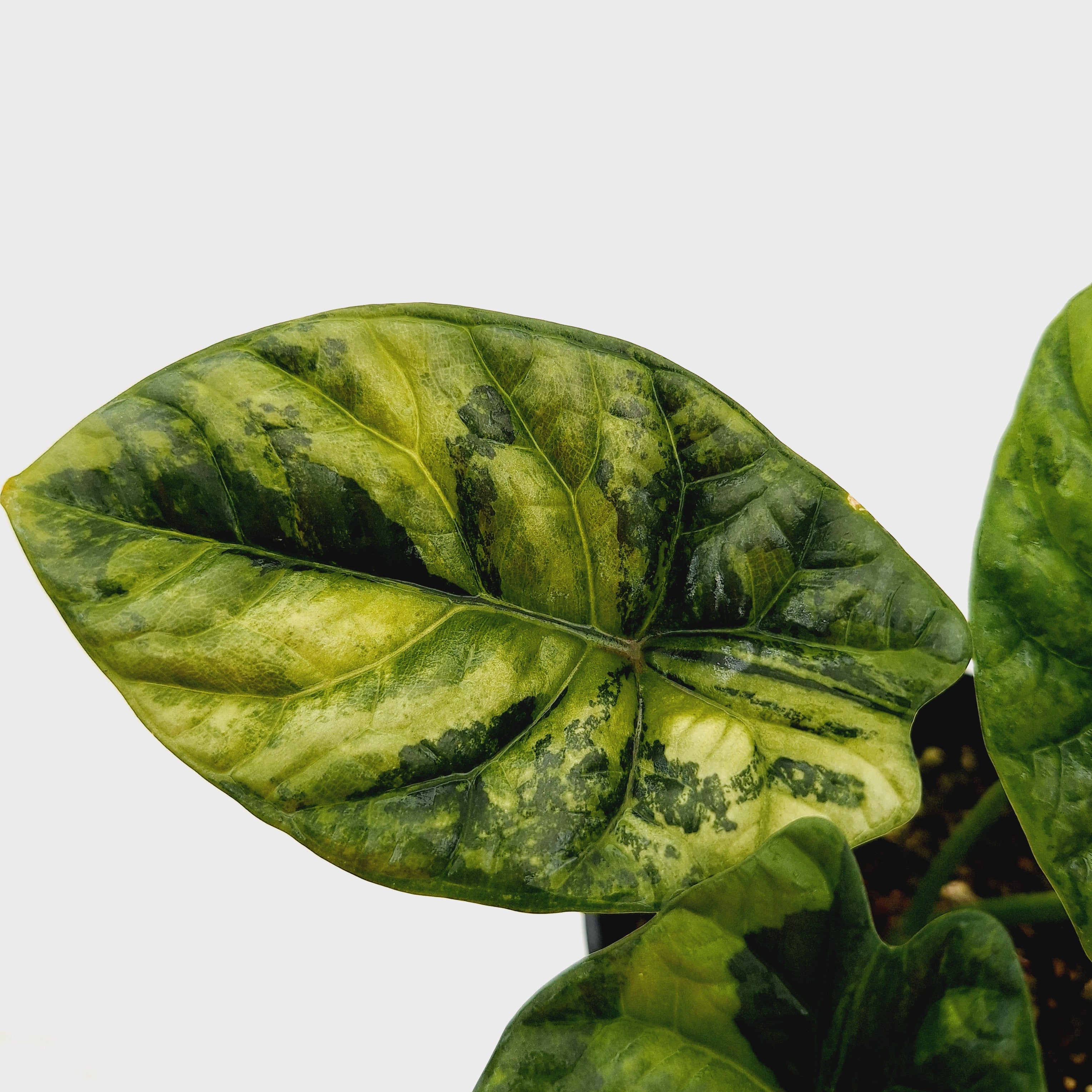 Alocasia sinuata &#39;Quilted Dream&#39; Variegata