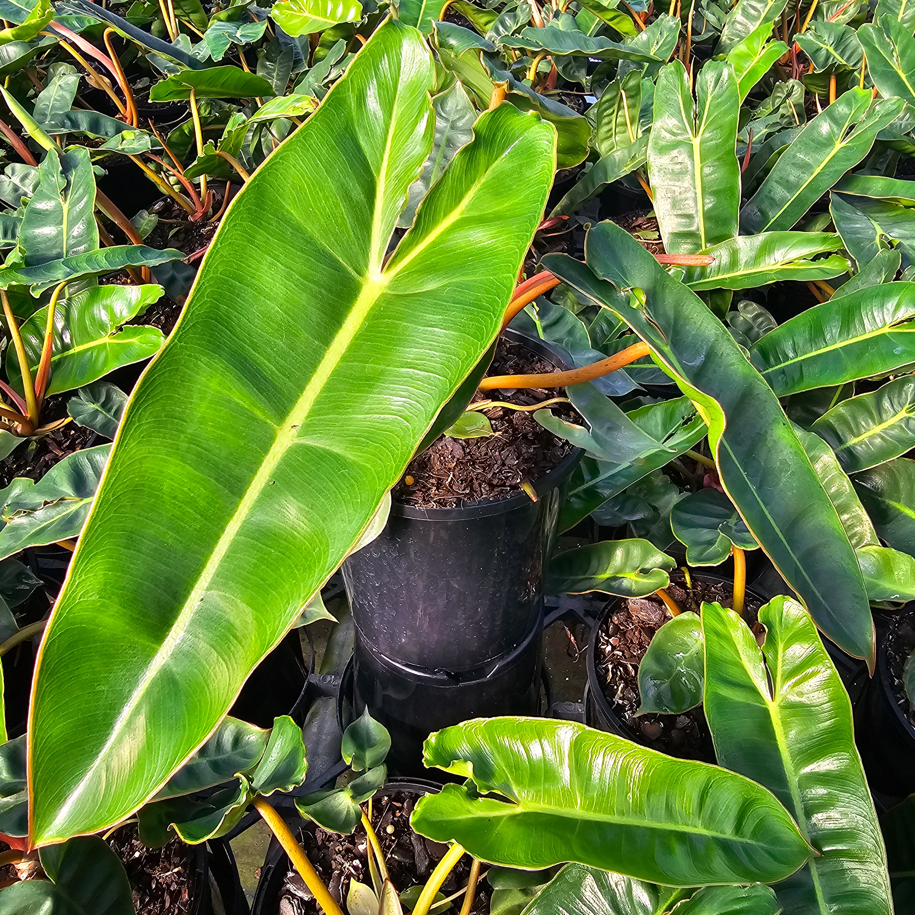 Philodendron billietiae
