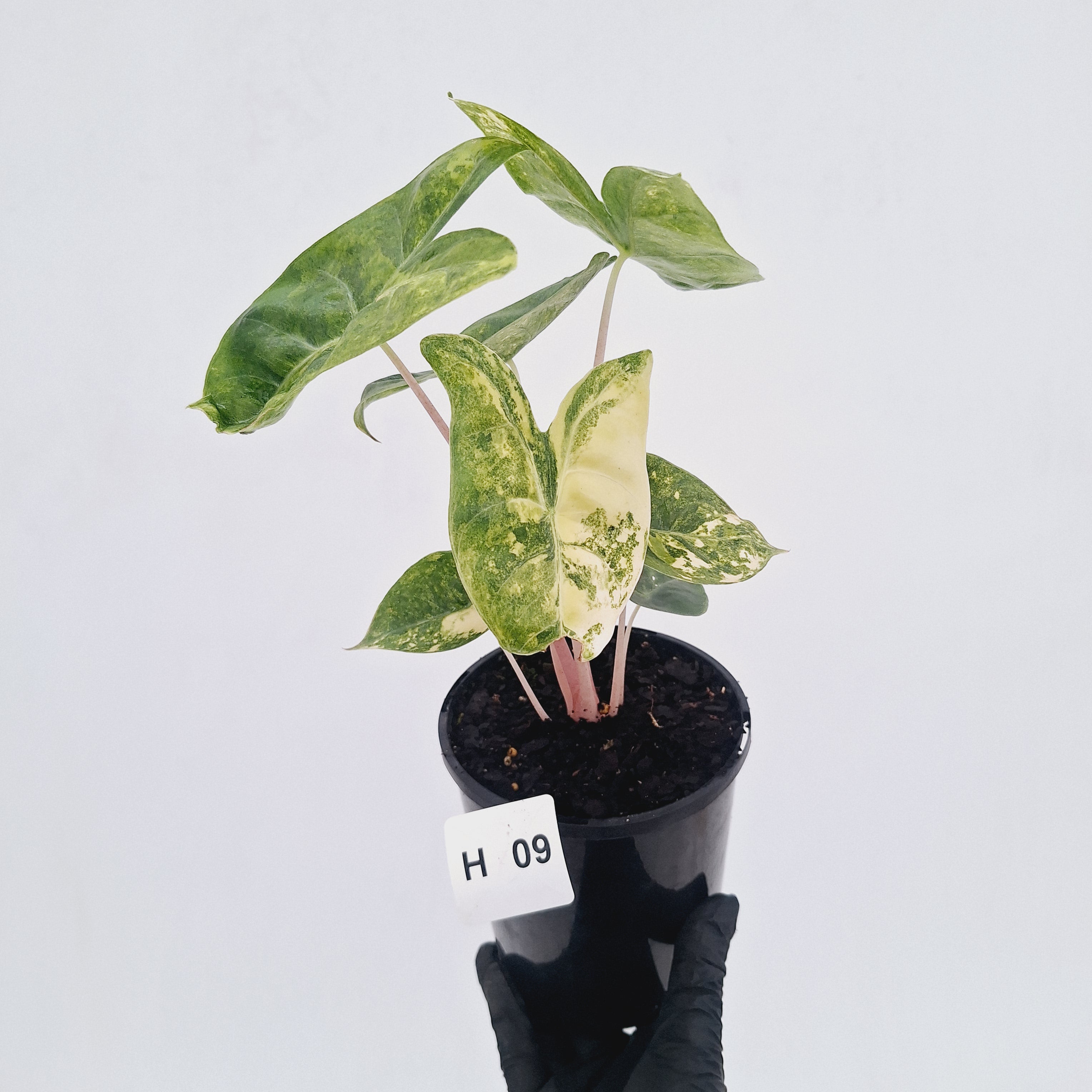 Alocasia 'Morocco' Variegated - SALE