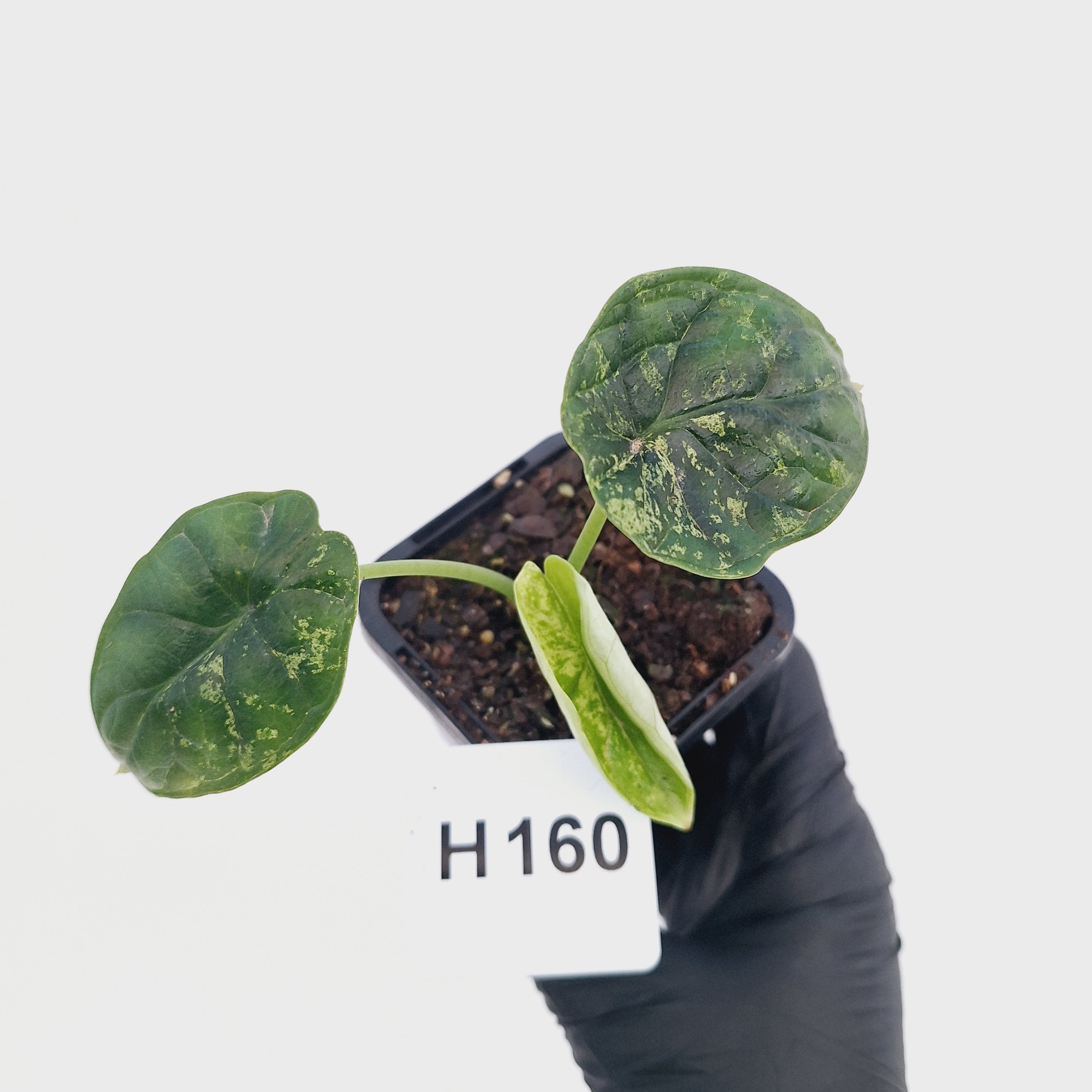 Alocasia Dragon Scale 'Marble' Variegata