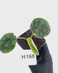 Alocasia Dragon Scale 'Marble' Variegata