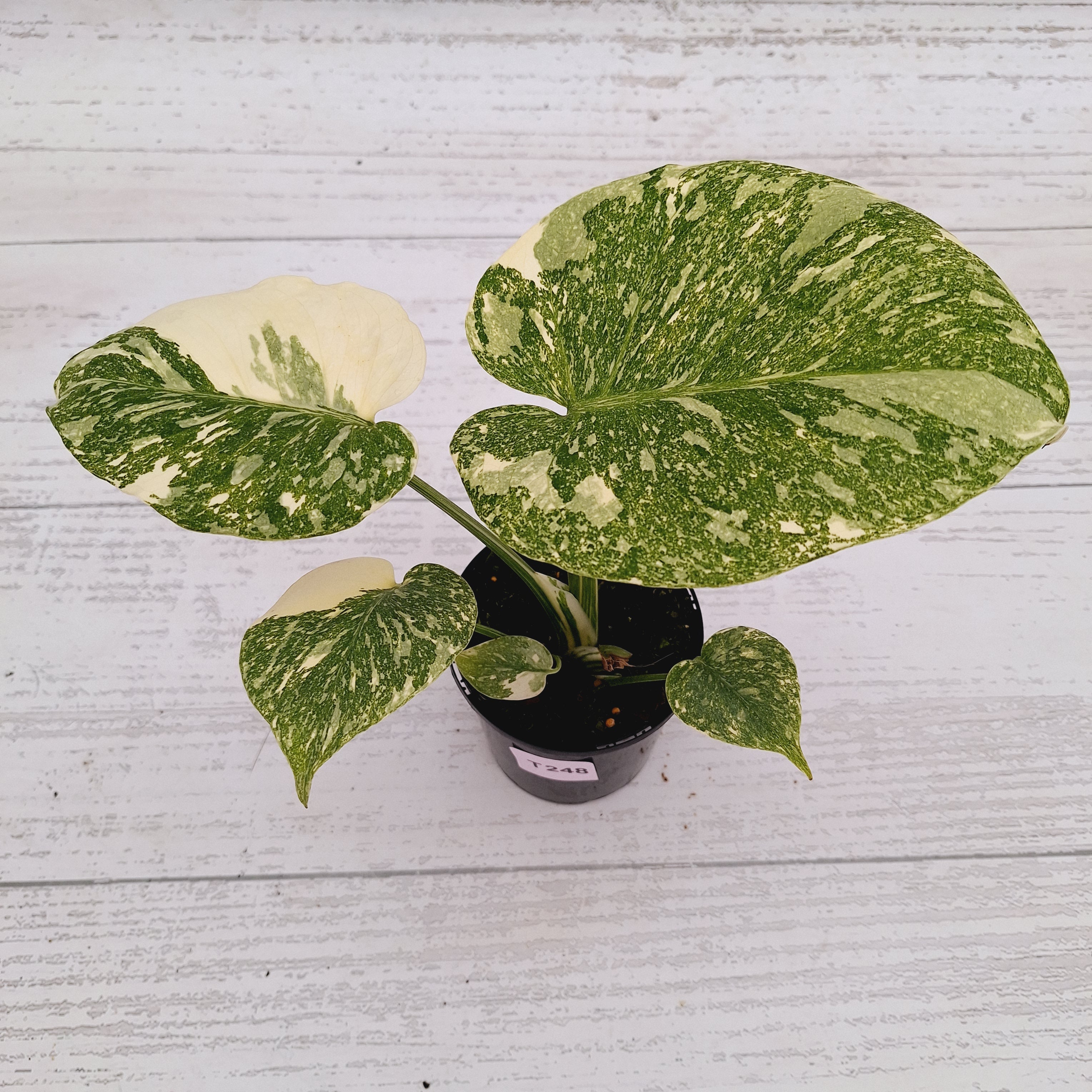 Monstera deliciosa Thai Constellation Sports