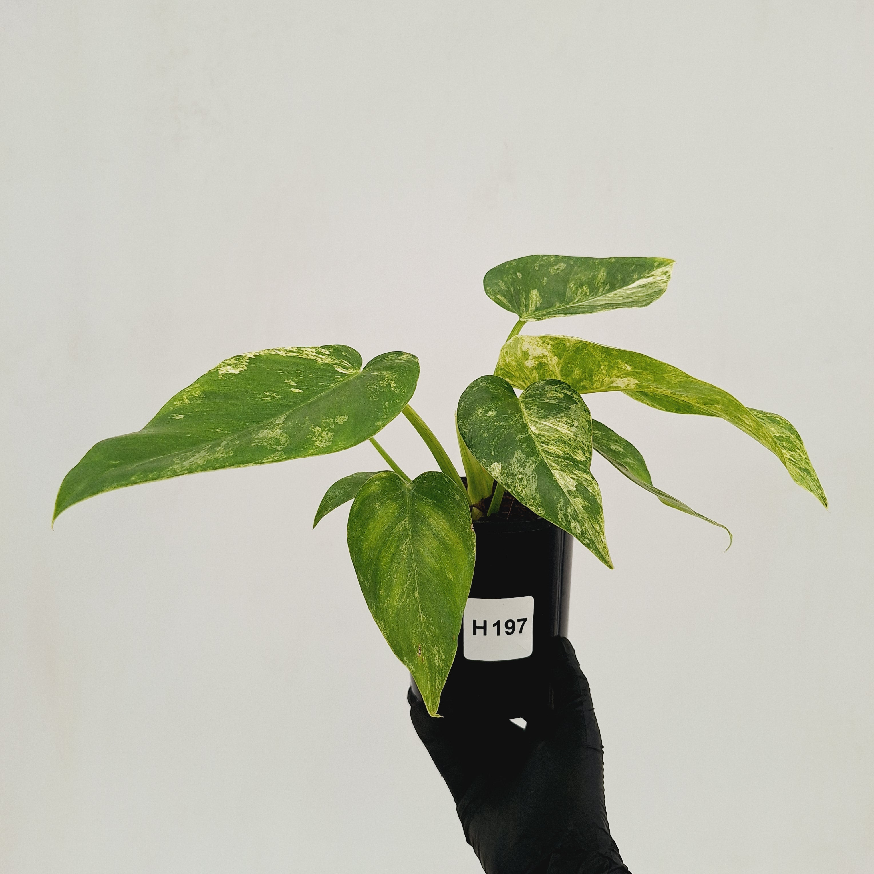 Philodendron giganteum Blizzard - SALE