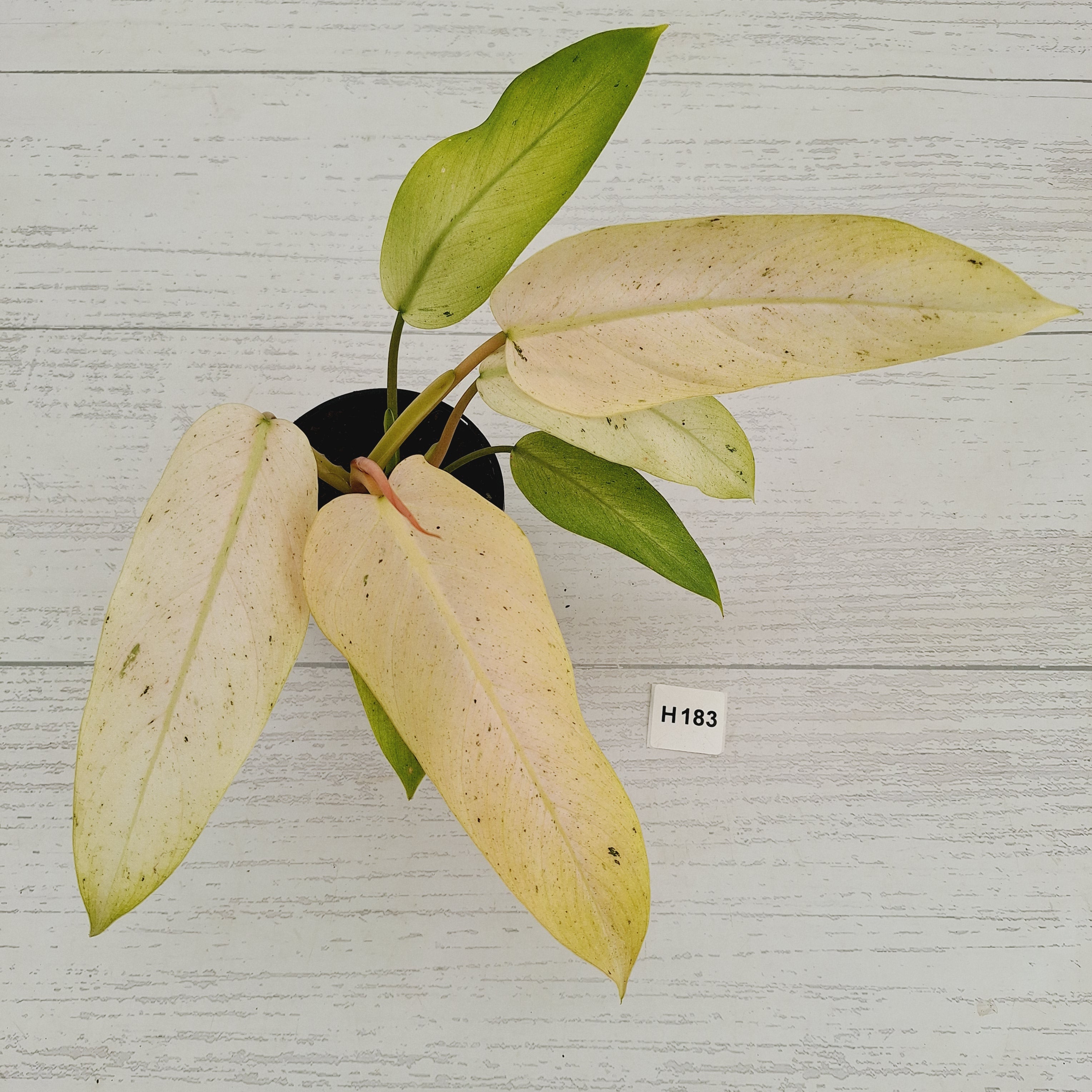 Philodendron  'Whipple Way'