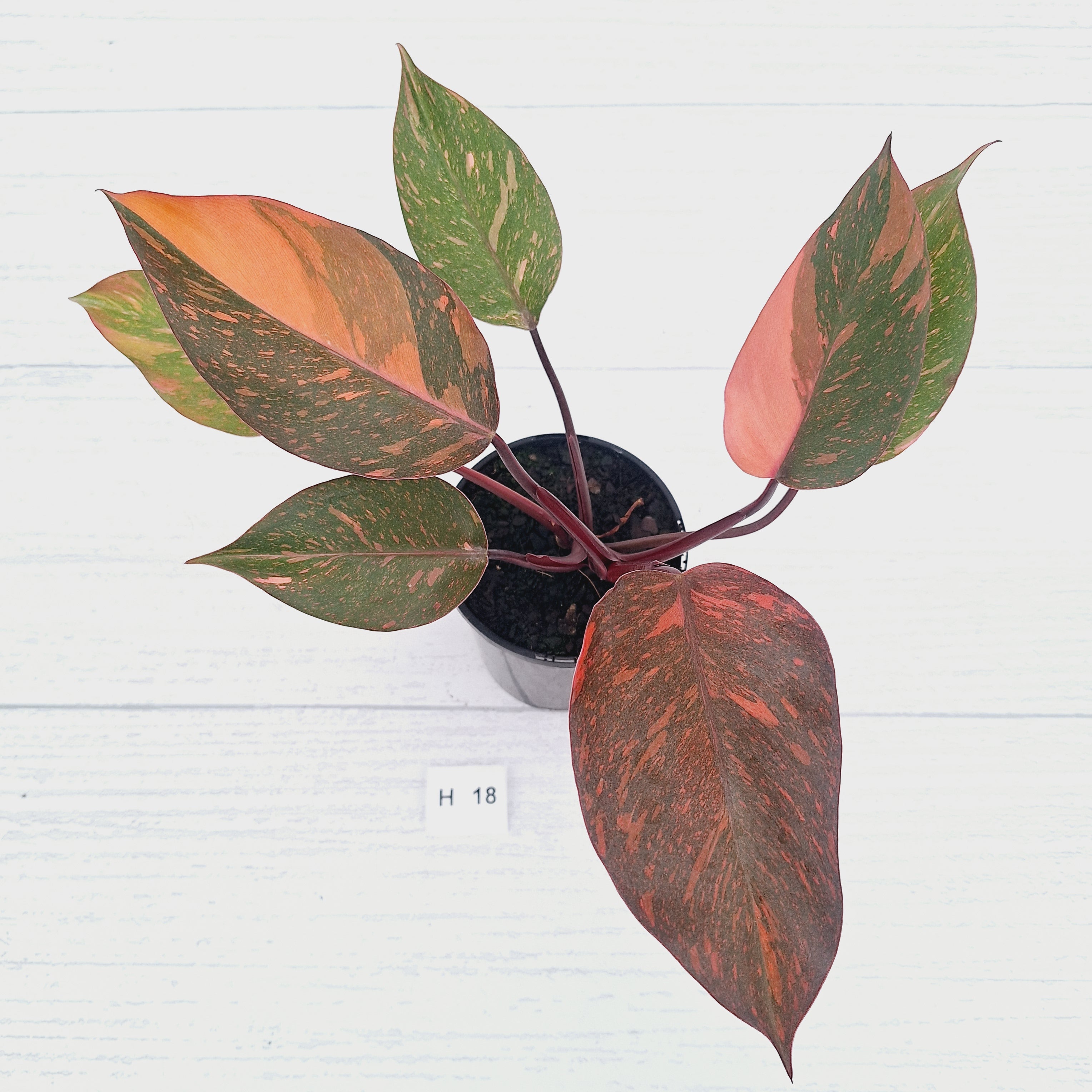 Philodendron 'Orange Princess' - FLASH SALE